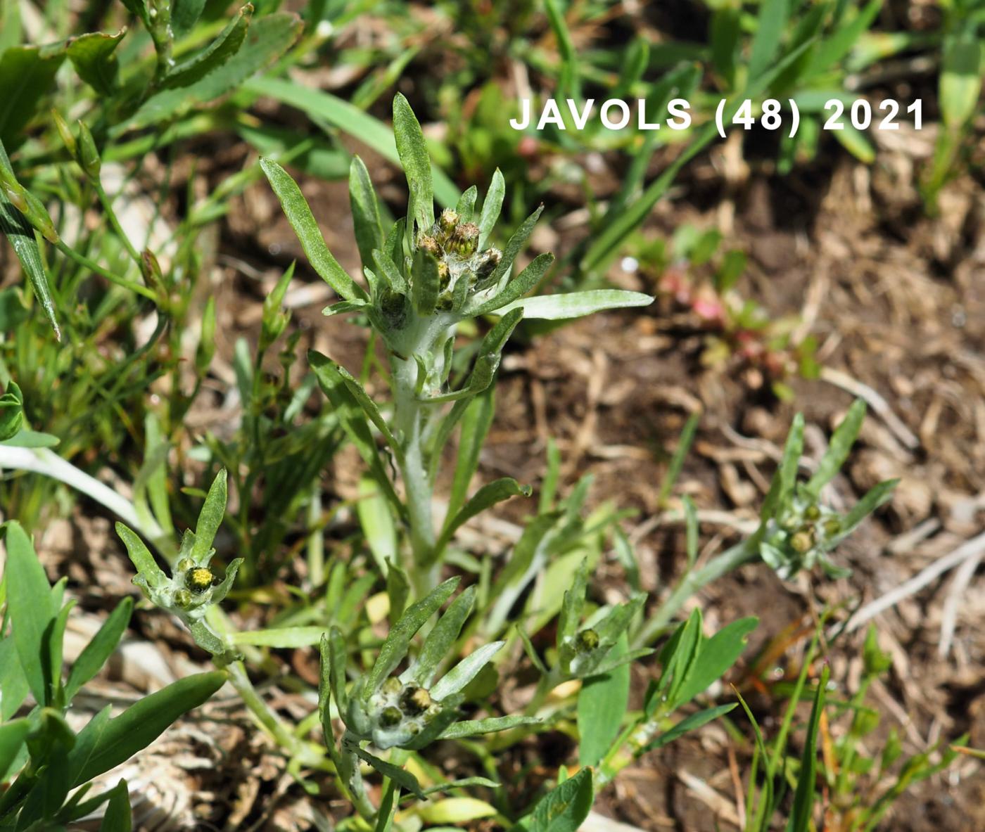 Cudweed, Marsh plant